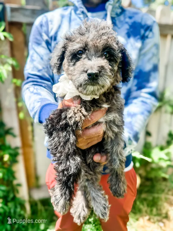 Lainey – Goldendoodle puppy for sale in Mountain Home, ID