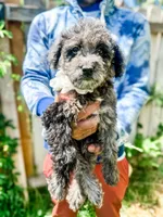 Lainey, a female Goldendoodle for sale in Mountain Home, ID – 1 of 4