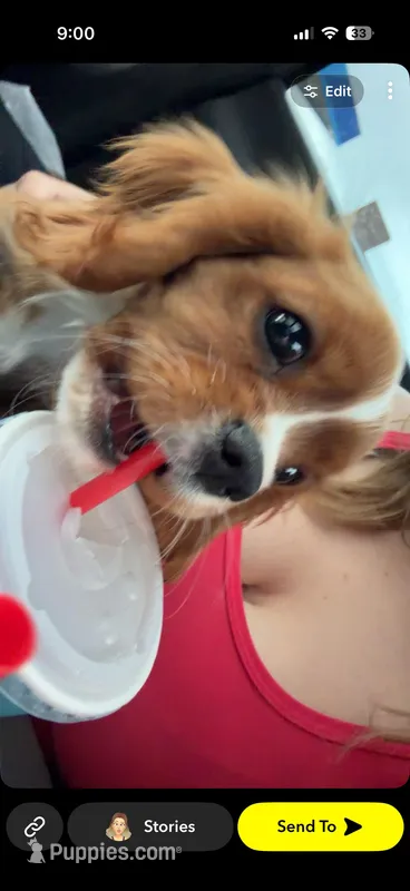Bailey  – Cavalier King Charles Spaniel puppy for sale in Vanceburg, KY