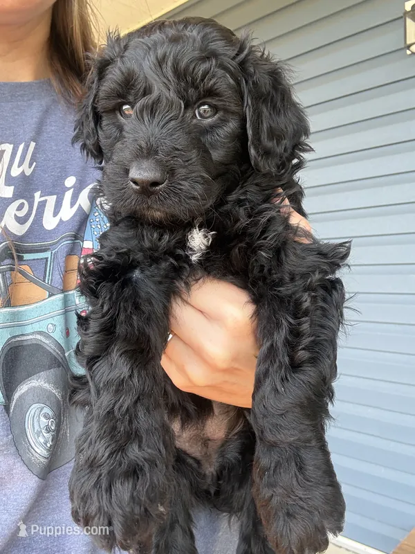 Luna  – Aussiedoodle puppy for sale in Elizabethtown, KY