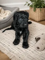 Luna , a female Aussiedoodle for sale in Elizabethtown, KY – 2 of 2