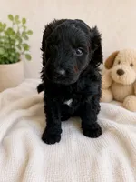 Luna , a female Aussiedoodle for sale in Elizabethtown, KY – 1 of 2