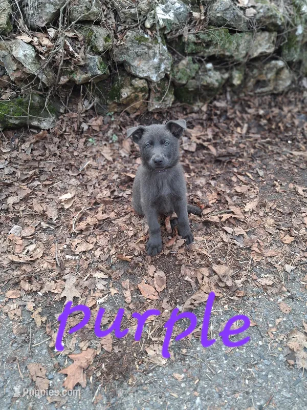 Gnewikow ZG Cinderella  – German Shepherd Dog puppy for sale in Wilton, WI