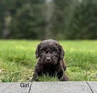 Tiana , a female Cockapoo for sale in Chehalis, WA – Photo 2 of 2