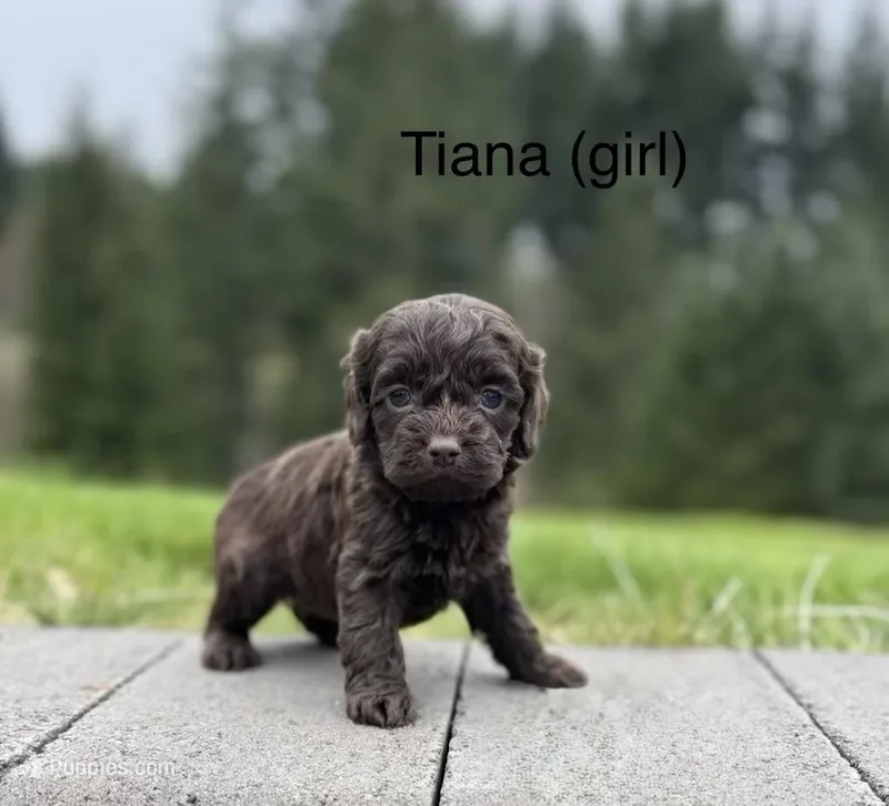 Tiana  – Cockapoo puppy for sale in Chehalis, WA