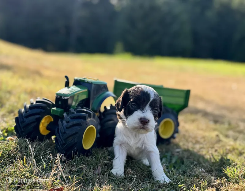 Lightning – Cockapoo, Cocker Spaniel puppy for sale in Chehalis, WA