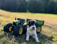 Lightning, a male Cockapoo and Cocker Spaniel for sale in Chehalis, WA – 1 of 1
