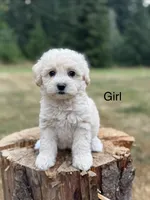 Cloud , a female Schnoodle for sale in Chehalis, WA – 2 of 2