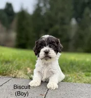 Biscuit , a male Cockapoo for sale in Chehalis, WA – Photo 2 of 2