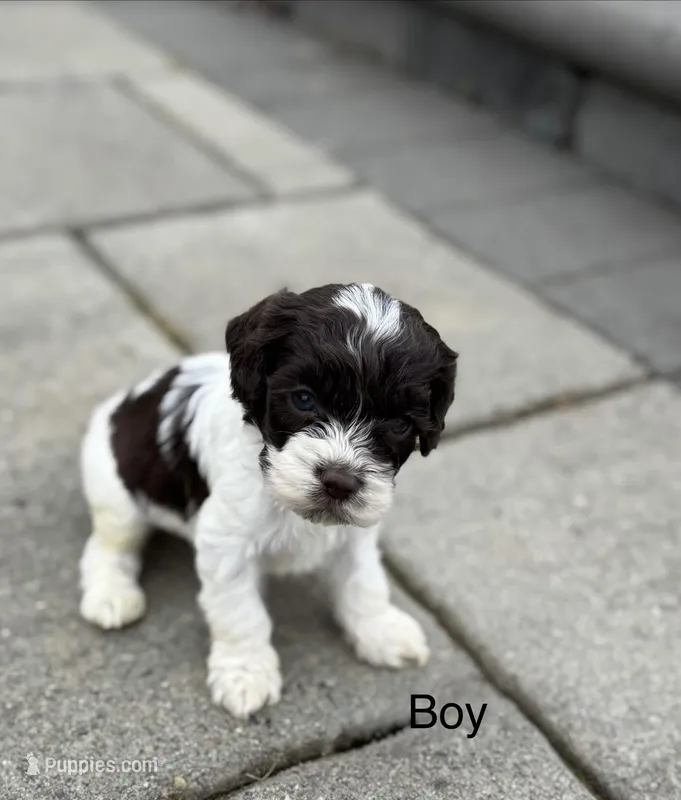 Biscuit  – Cockapoo puppy for sale in Chehalis, WA