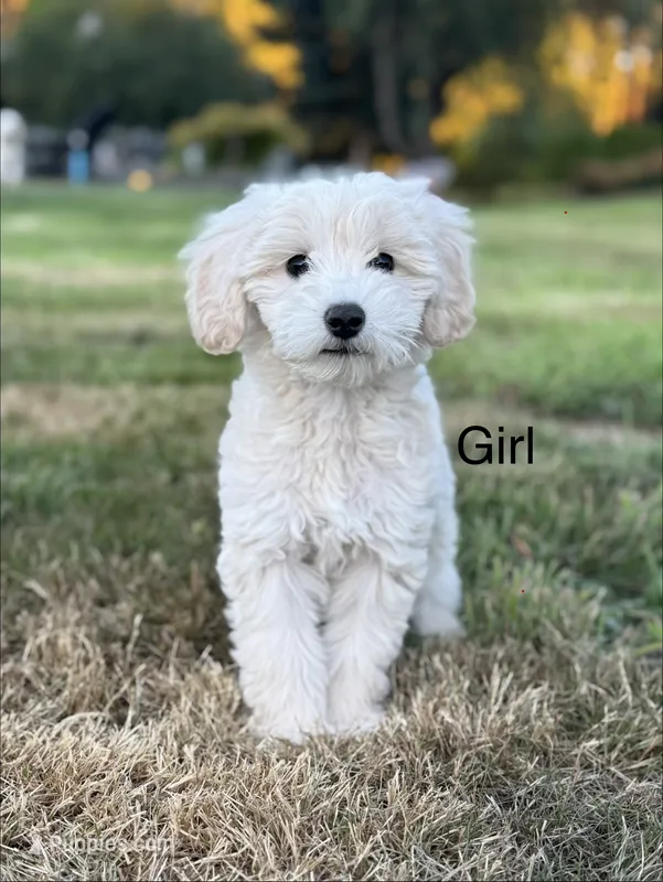 Cloud  – Schnoodle puppy for sale in Chehalis, WA