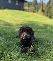 Sassy, a female Cockapoo for sale in Chehalis, WA – 3 of 6