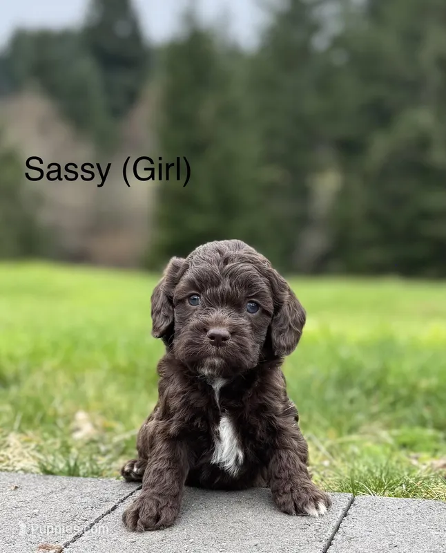 Sassy – Cockapoo puppy for sale in Chehalis, WA