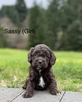 Sassy, a female Cockapoo for sale in Chehalis, WA – 6 of 6
