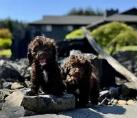 Sassy, a female Cockapoo for sale in Chehalis, WA – 2 of 6