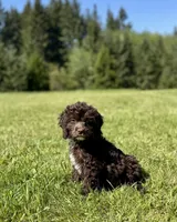 Sassy, a female Cockapoo for sale in Chehalis, WA – 4 of 6