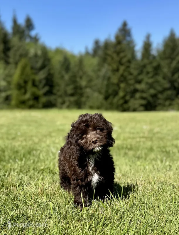 Sassy – Cockapoo puppy for sale in Chehalis, WA