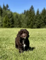 Sassy, a female Cockapoo for sale in Chehalis, WA – 1 of 6