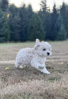 Boone, a male Cockapoo for sale in Chehalis, WA – 3 of 6