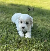 Willow , a female Cockapoo for sale in Chehalis, WA – 2 of 2