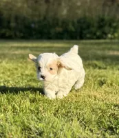 Atlas , a male Cockapoo for sale in Chehalis, WA – 2 of 2