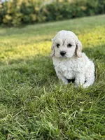 Boone, a male Cockapoo for sale in Chehalis, WA – 2 of 2