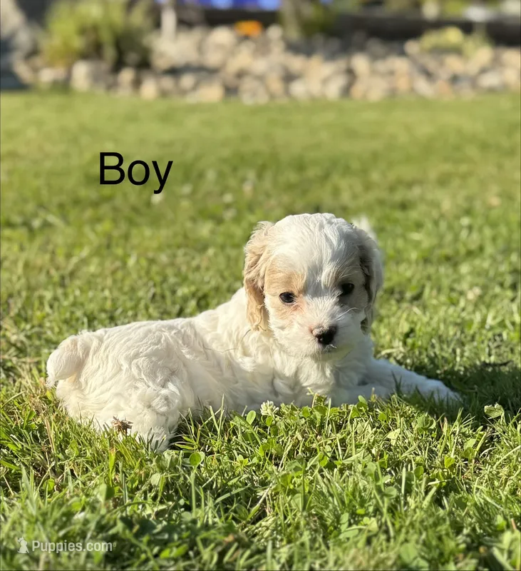 Atlas  – Cockapoo puppy for sale in Chehalis, WA