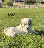 Atlas , a male Cockapoo for sale in Chehalis, WA – 1 of 2