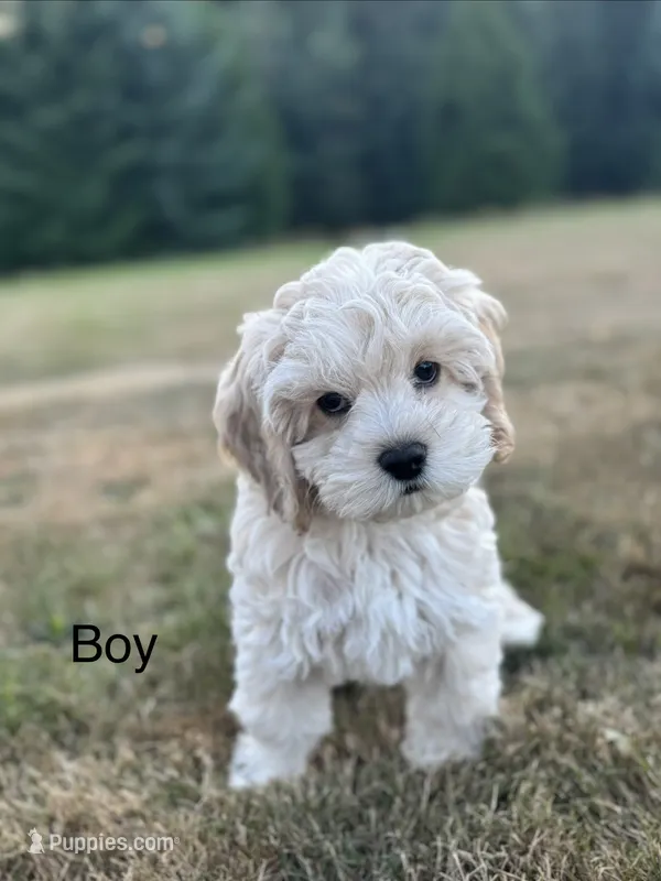 Boone – Cockapoo puppy for sale in Chehalis, WA