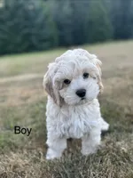 Boone, a male Cockapoo for sale in Chehalis, WA – 1 of 6