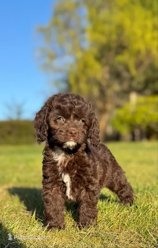 Sassy – Cockapoo puppy for sale in Chehalis, WA