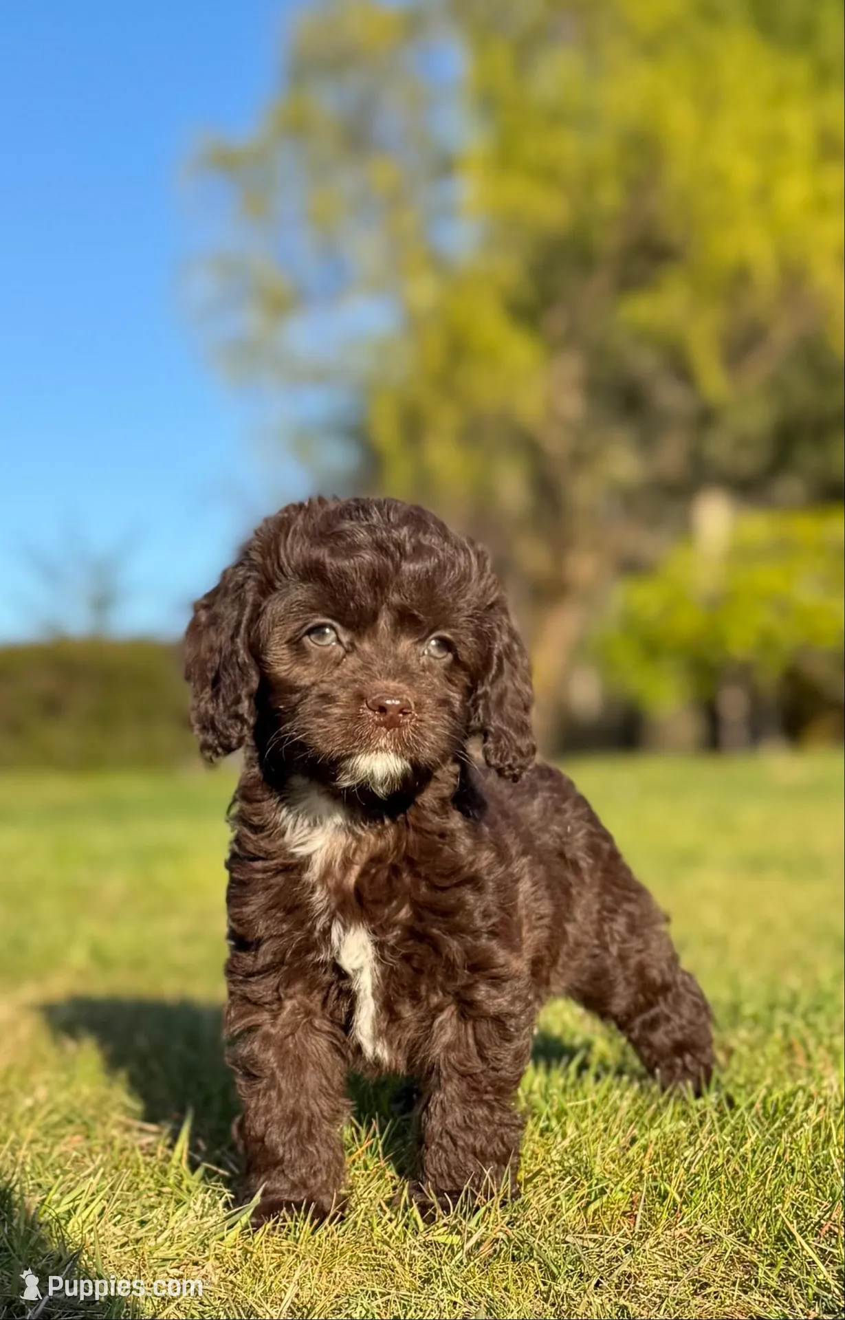 Sassy, a female Cockapoo for sale in Chehalis, WA – 5 of 6