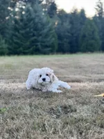 Boone, a male Cockapoo for sale in Chehalis, WA – 2 of 6