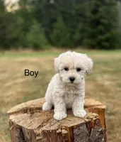 Blaze , a male Schnoodle for sale in Chehalis, WA – 2 of 2