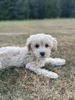 Blaze , a male Schnoodle for sale in Chehalis, WA – 2 of 5