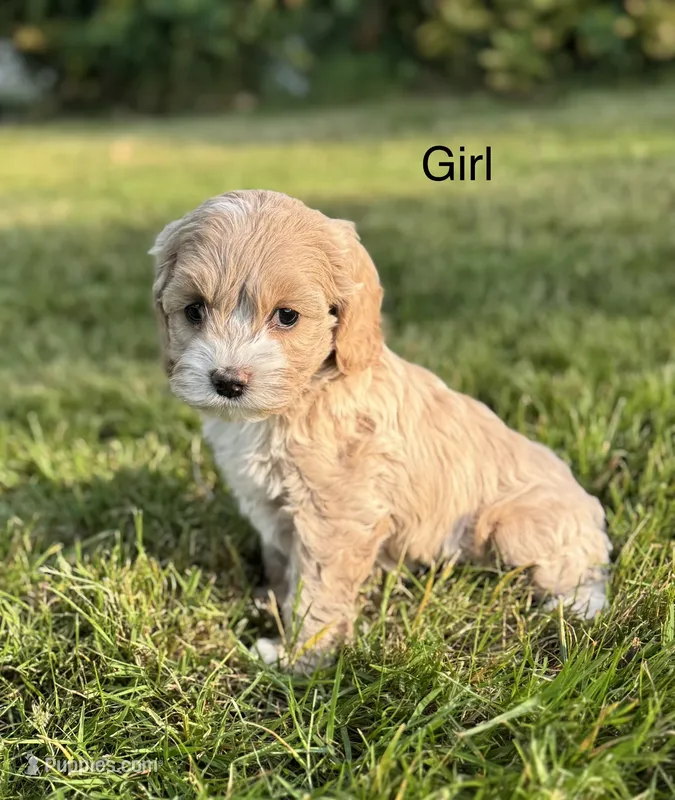 Sadie  – Cockapoo puppy for sale in Chehalis, WA