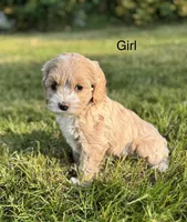 Sadie , a female Cockapoo for sale in Chehalis, WA – 1 of 2