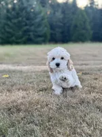 Boone, a male Cockapoo for sale in Chehalis, WA – 4 of 6