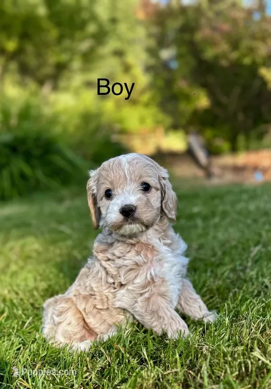 Ranger – Cockapoo puppy for sale in Chehalis, WA