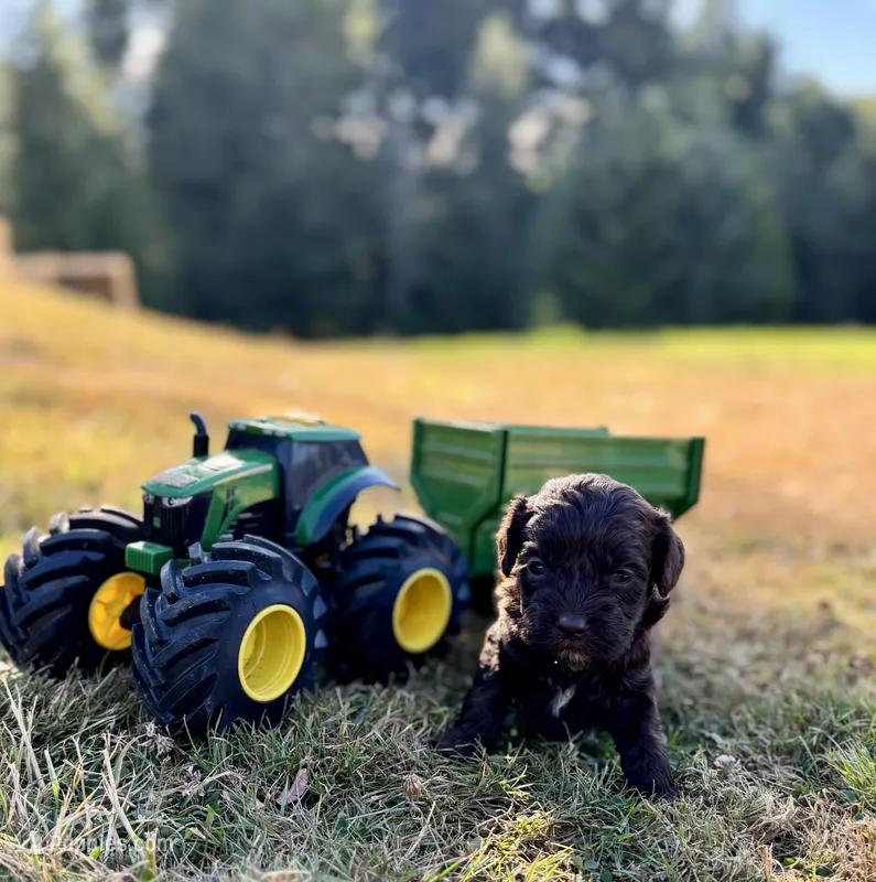 Mater – Cockapoo, Cocker Spaniel puppy for sale in Chehalis, WA