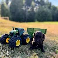 Mater, a male Cockapoo and Cocker Spaniel for sale in Chehalis, WA – 1 of 1