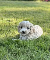 Ranger, a male Cockapoo for sale in Chehalis, WA – 2 of 2