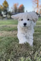 Cloud , a female Schnoodle for sale in Chehalis, WA – 3 of 5