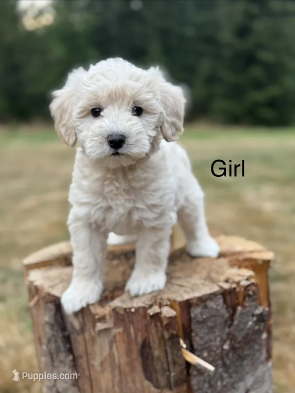 Cloud  – Schnoodle puppy for sale in Chehalis, WA