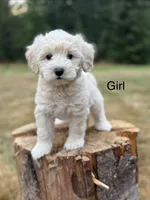 Cloud , a female Schnoodle for sale in Chehalis, WA – 1 of 2