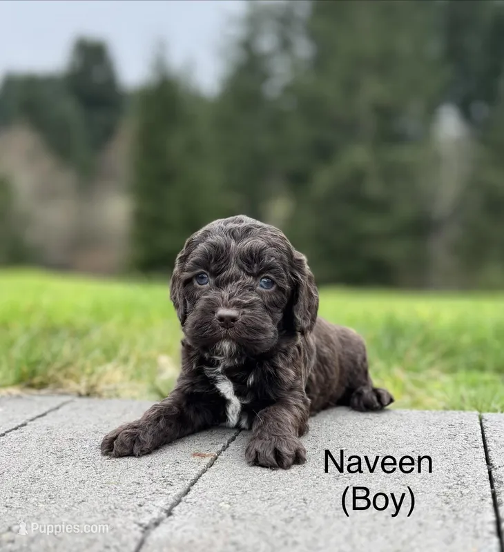 Hunk  – Cockapoo puppy for sale in Chehalis, WA
