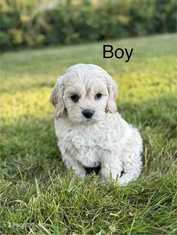 Boone – Cockapoo puppy for sale in Chehalis, WA