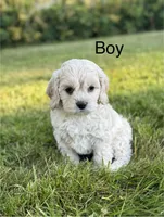 Boone, a male Cockapoo for sale in Chehalis, WA – 1 of 2