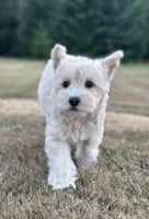 Blaze , a male Schnoodle for sale in Chehalis, WA – 3 of 5