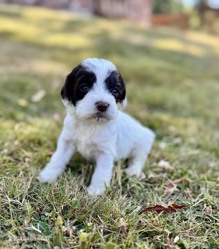 Darla – Cockapoo, Poodle - Miniature  puppy for sale in Chehalis, WA